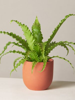 Bird's Nest Fern